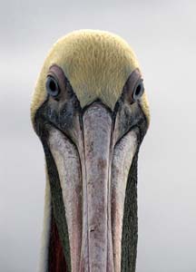 Pelican